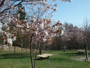 新桜並木の様子2