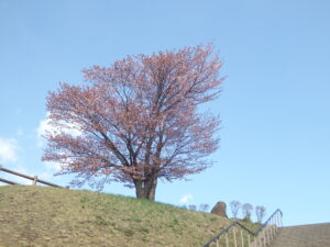 展望広場の一本ザクラの様子