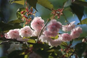 旭山記念公園の八重桜2022年5月17日5