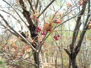 5月4日園内サクラの状況8
