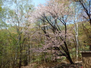 5月4日園内サクラの状況2
