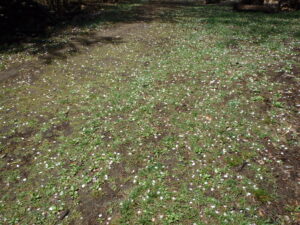 5月4日園内サクラの状況3