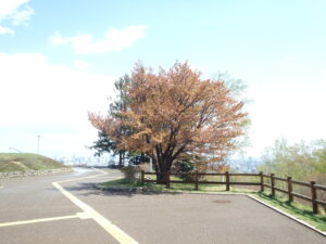 5月4日園内サクラの状況4