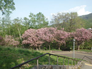 2022年5月12日八重桜の開花状況2