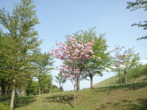 2022年5月12日八重桜の開花状況5