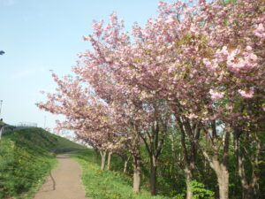 2022年5月12日八重桜の開花状況1
