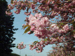 2022年5月12日八重桜の開花状況4