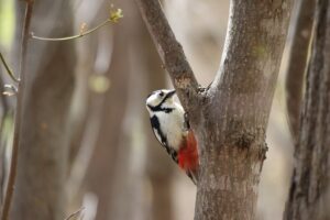 アカゲラ雌2022年5月6日