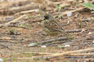アオジ雄2022年5月6日