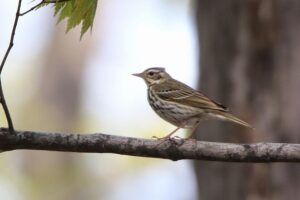 ビンズイ2022年5月6日