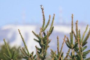 ゴジュウカラ2022年5月6日