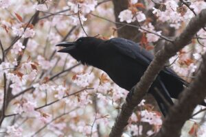 ハシブトガラス2022年5月6日桜と