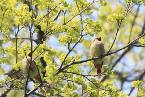 ヒレンジャク2022年5月6日