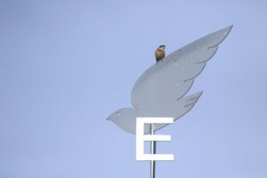 ホオジロ雄2022年5月6日風見鶏の上