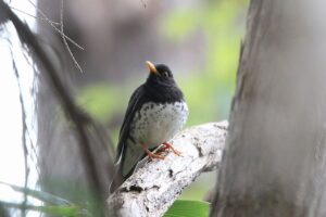 クロツグミ雄2022年5月6日