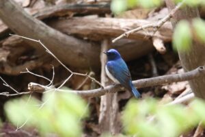 オオルリ雄2022年5月6日