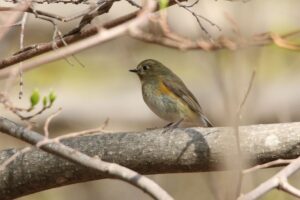 ルリビタキ2022年5月6日