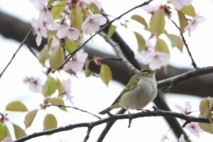 センダイムシクイ2022年5月6日