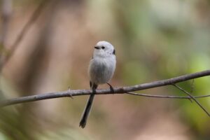 シマエナガ2022年5月6日