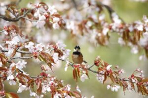 ヤマガラ2022年5月6日