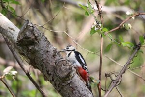 アカゲラ雌2022年5月13日