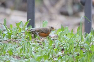 アカハラ雌2022年5月13日