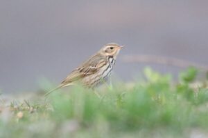 ビンズイ2022年5月13日