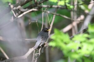 クロツグミ雄2022年5月13日