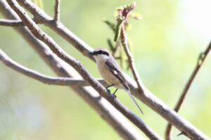 モズ雄2022年5月13日