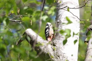 オオアカゲラ雌2022年5月13日