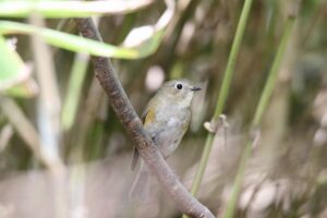 ルリビタキ雌2022年5月13日