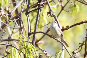 ウグイス2022年5月13日