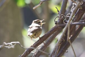 ヤブサメ2022年5月13日