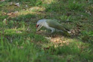 ヤマゲラ雄2022年5月13日