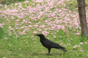 ハシボソガラス2022年5月20日