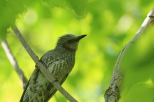 ヒヨドリ2022年5月20日