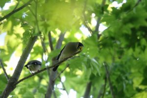 イカル2022年5月20日
