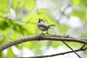 コガラ2022年5月20日