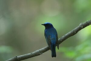 オオルリ雄2022年5月20日