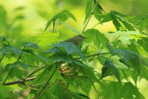 センダイムシクイ2022年5月20日