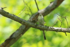 シマエナガ2022年5月20日