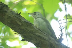 ヤマゲラ雌2022年5月20日
