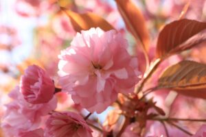 八重桜2022年5月10日1