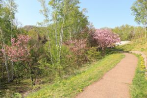八重桜2022年5月10日2