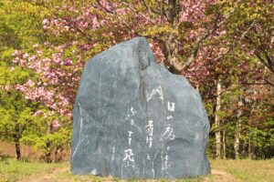 八重桜2022年5月10日寺田京子句碑アップ