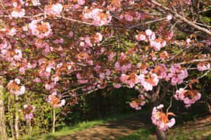 八重桜2022年5月10日4