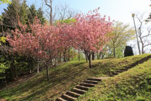 八重桜2022年5月10日寺田京子句碑3