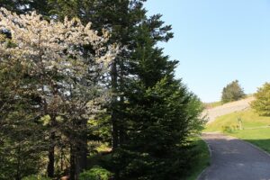 八重桜2022年5月10日カスミザクラ