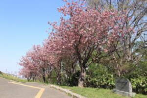 八重桜2022年5月10日並木午後