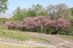 八重桜2022年5月10日4並木2